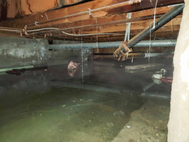 Best Water damage restoration services  in Lewisburg, OH